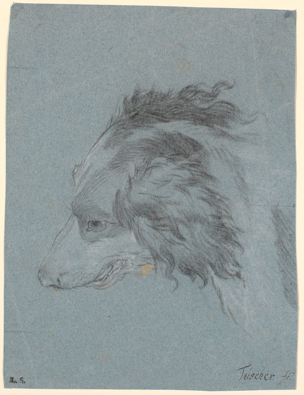Ein Hundekopf von Marcus Tuscher
