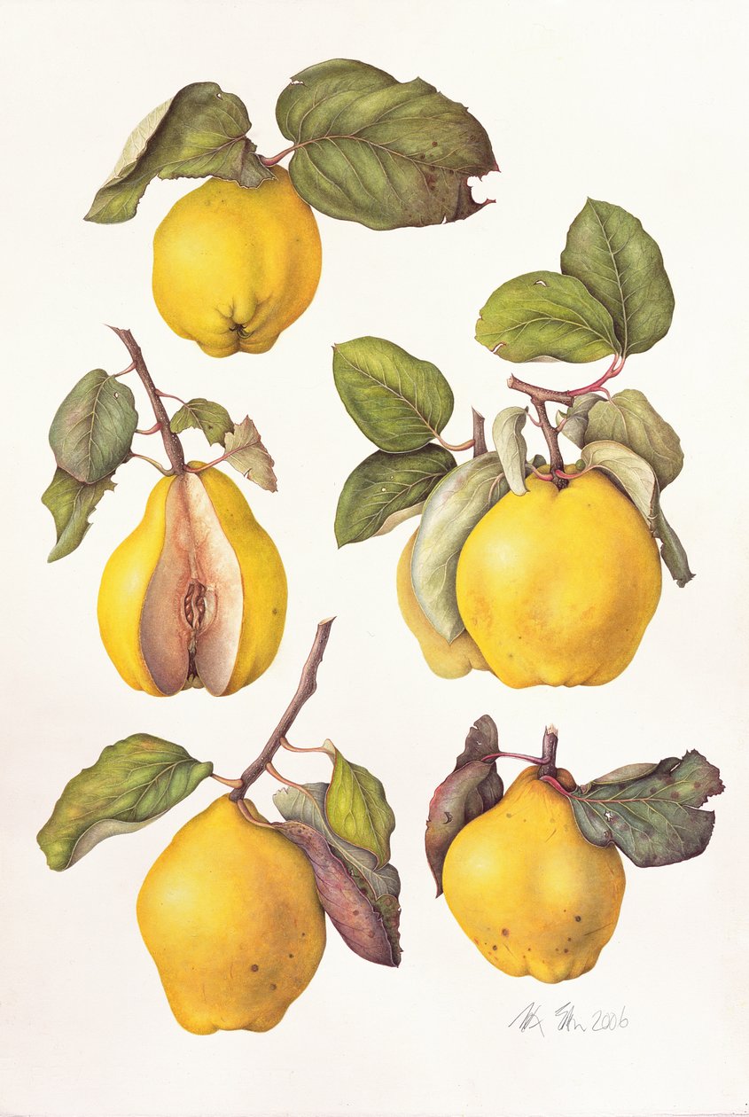 Quitten von Margaret Ann Eden