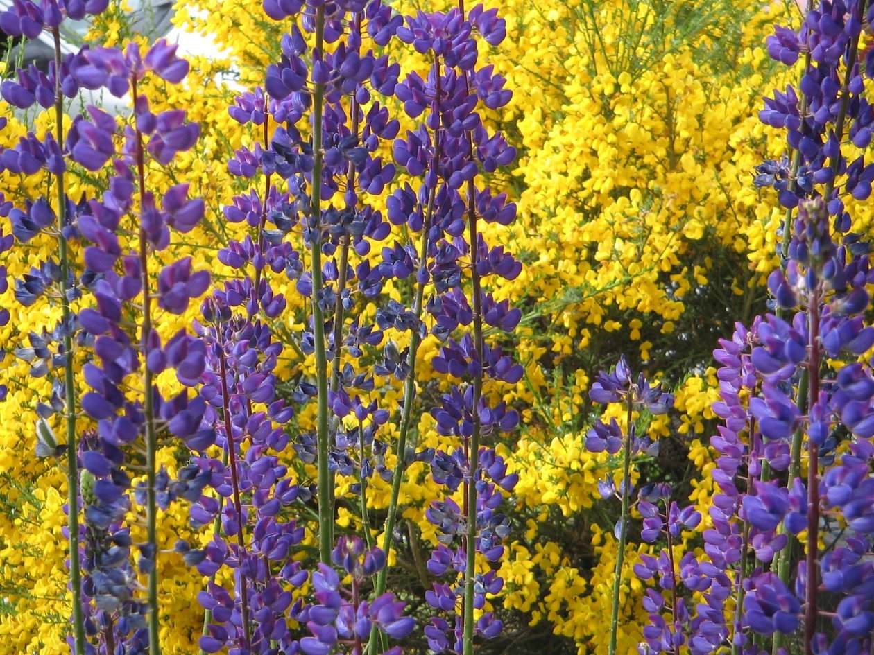 Lupinen auf Feuerland von Margareta Uliarte