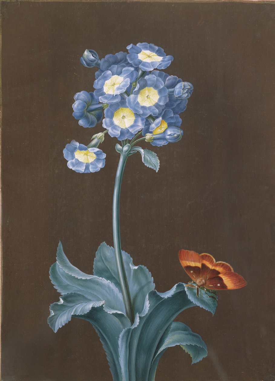 Primula Auricula mit Motte von Margaretha Barbara Dietzsch