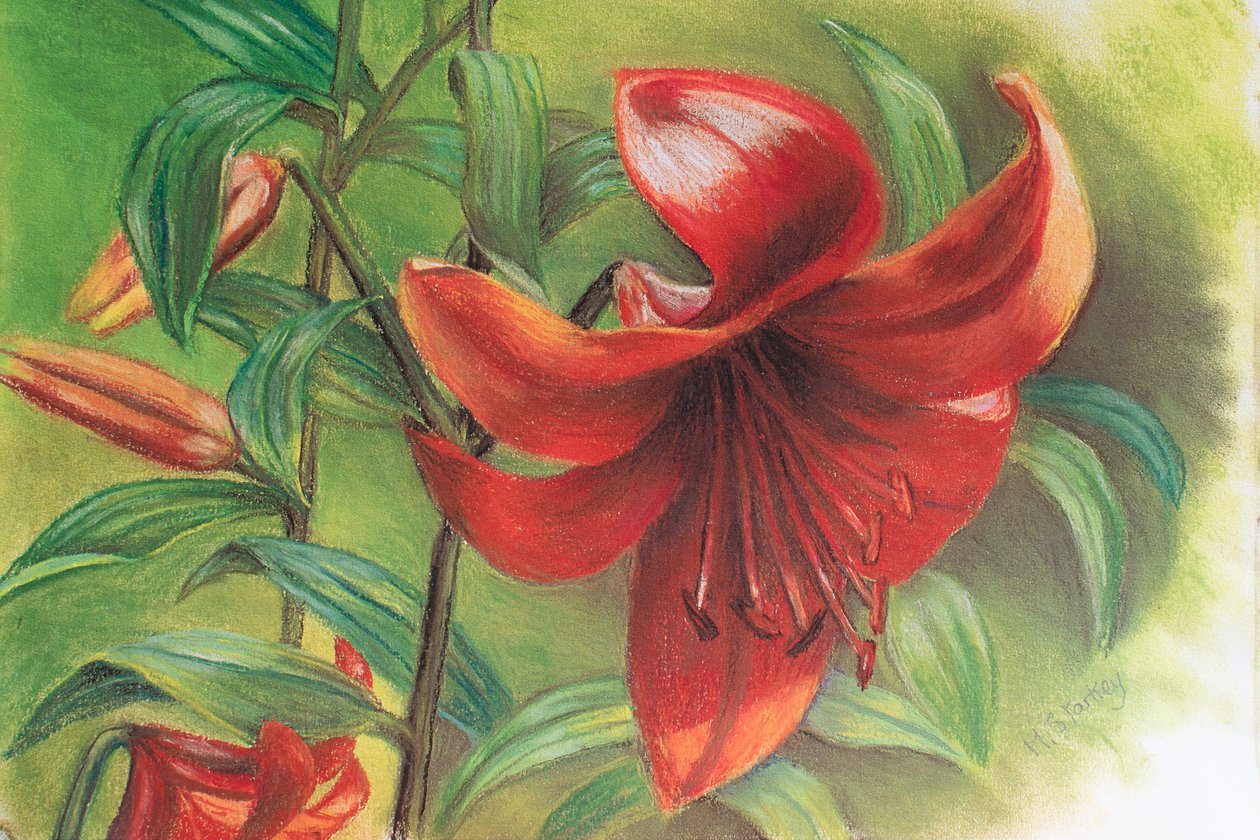 Lilium, 2017 von Margo Starkey