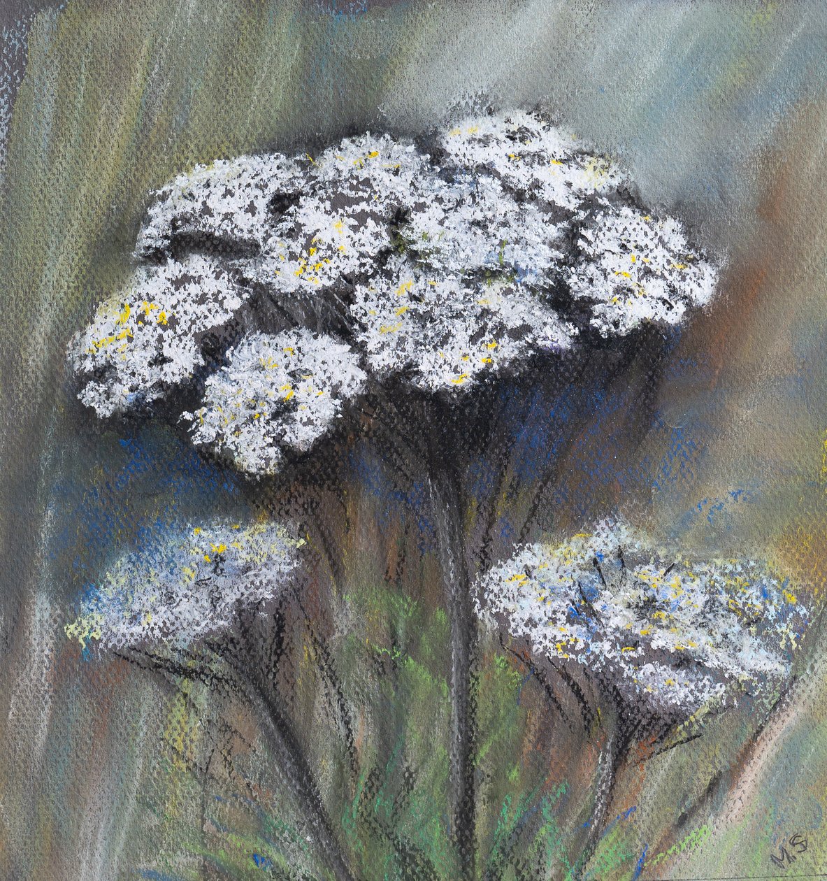 Wiesenkerbel (Anthriscus Sylvestris) von Margo Starkey