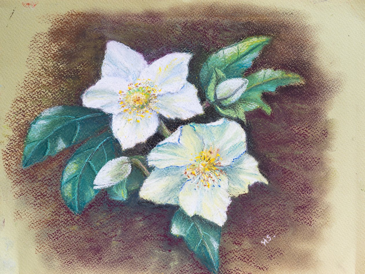 Helleborus von Margo Starkey