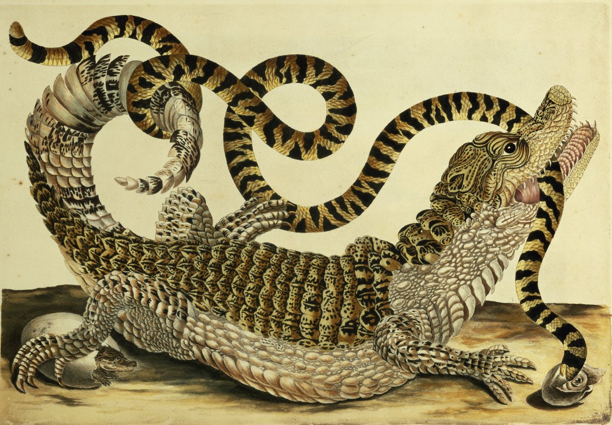 Alligator und Schlange von Maria Sibylla Merian
