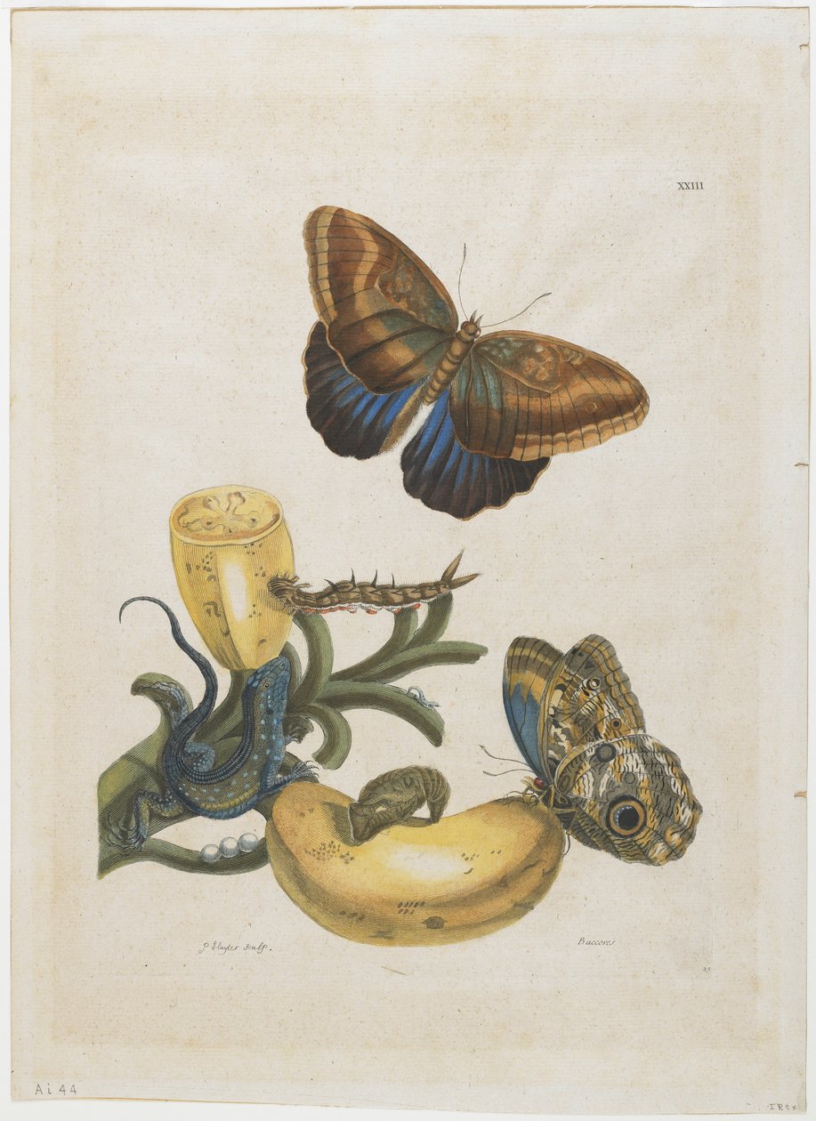 Bananen und blauer Eidechse, 1705-71 von Maria Sibylla Merian