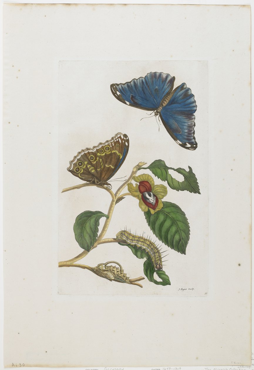 Blaue Schmetterlinge und Laub, 1705-71 von Maria Sibylla Merian
