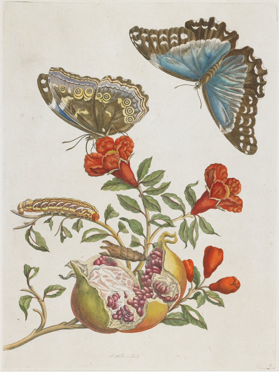 Blaue Schmetterlinge und Granatapfel, 1705-1771 von Maria Sibylla Merian