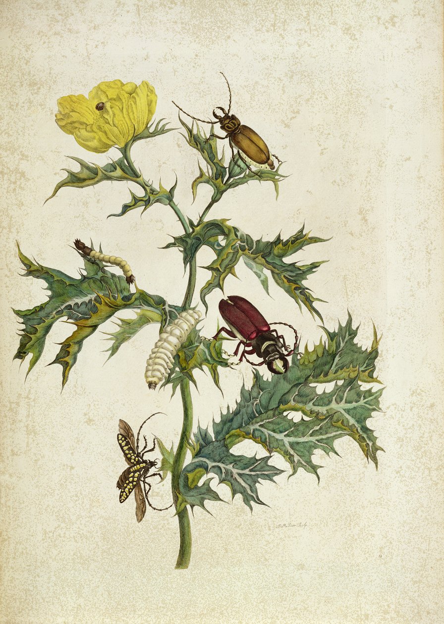 Cardos Spinosus: Käfer und Raupen, Tafel 69 aus 