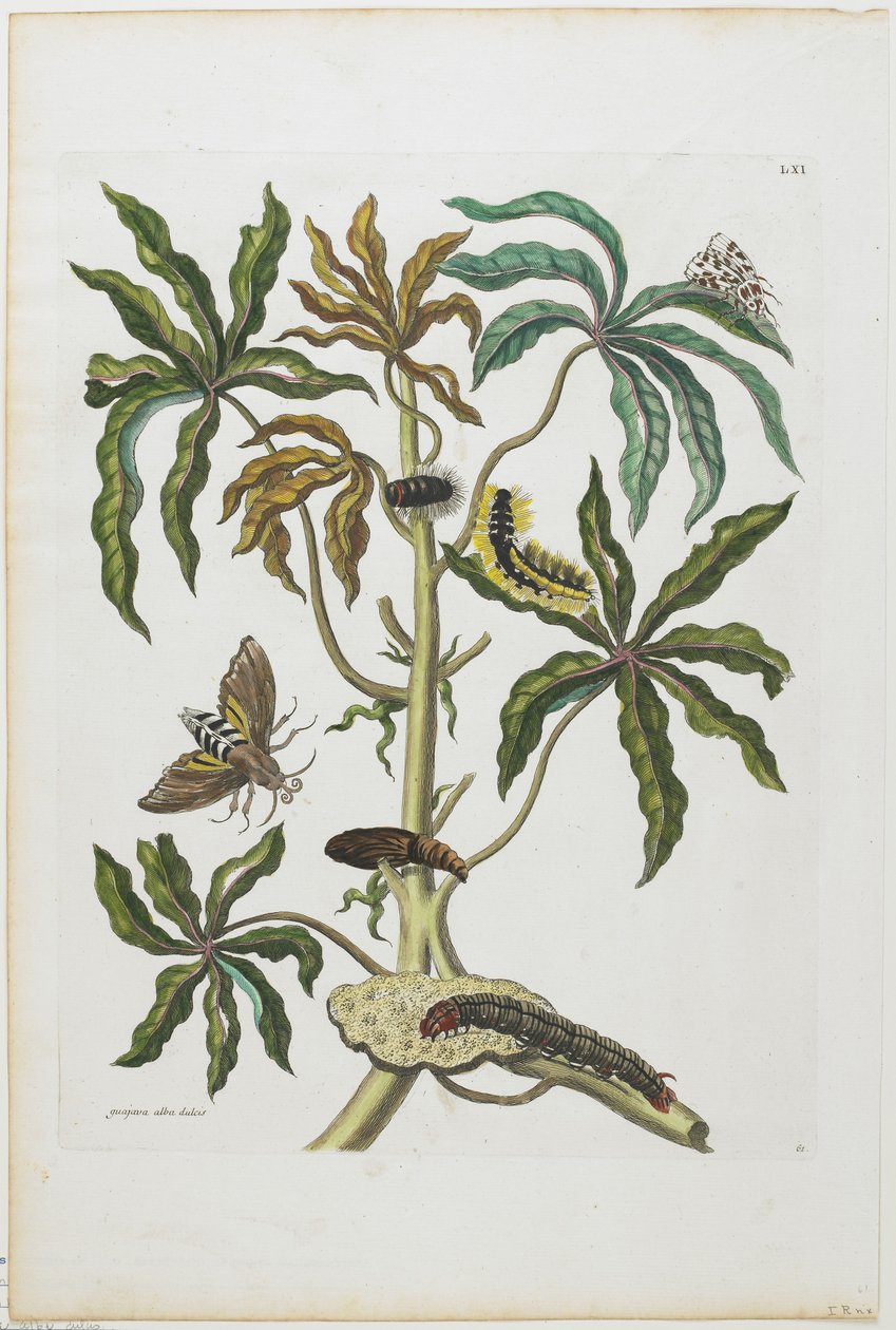 Raupen und Insekten mit Laub, 1705-71 von Maria Sibylla Merian