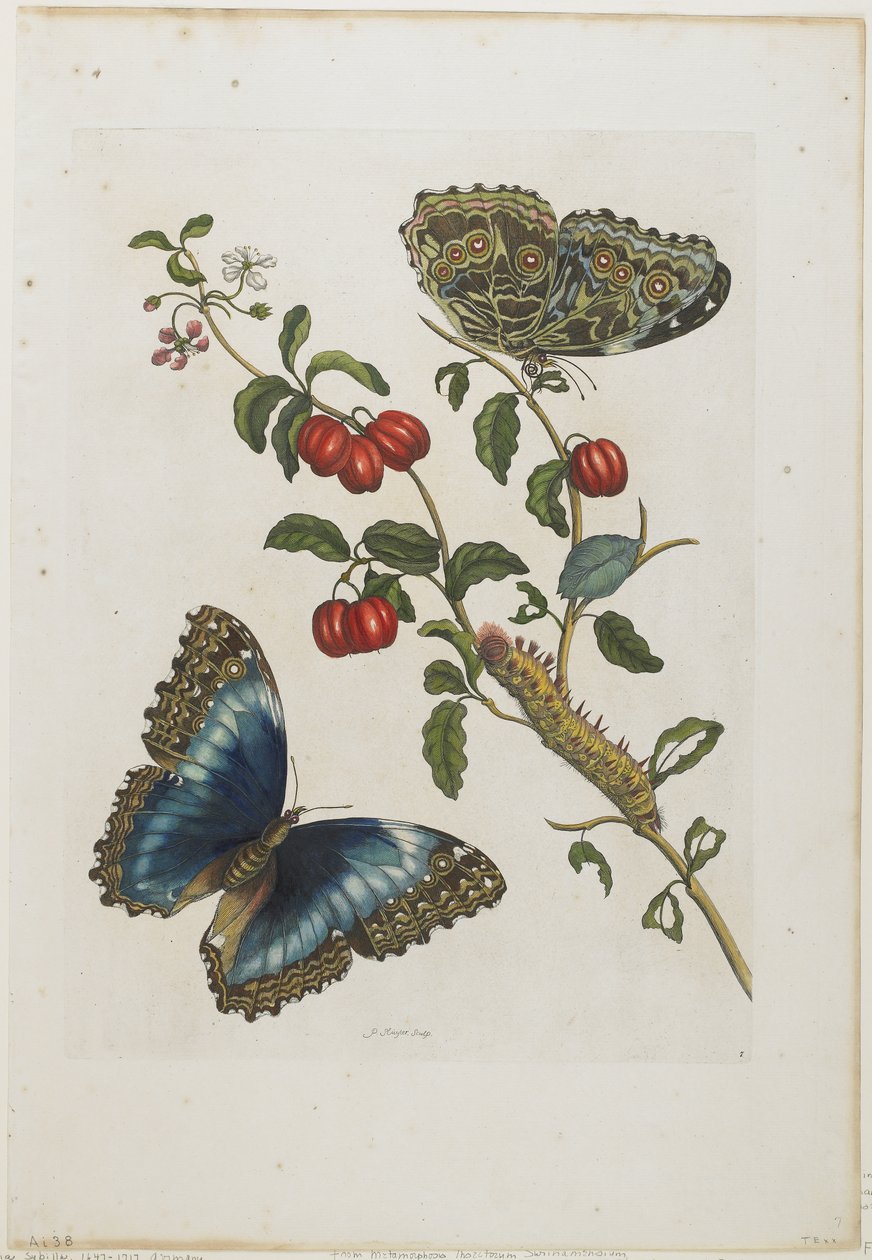 Große blaue Schmetterlinge und rote Früchte, 1705-71 von Maria Sibylla Merian