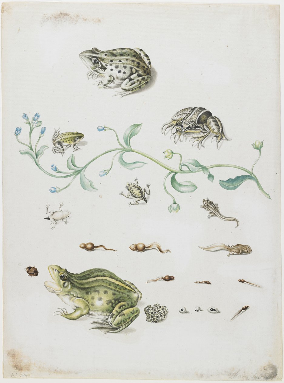 Metamorphose eines Frosches und blaue Blume von Maria Sibylla Merian