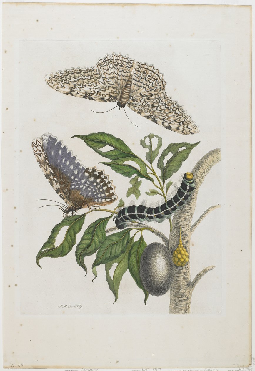 Motten, Raupen und Laub, 1705-71 von Maria Sibylla Merian
