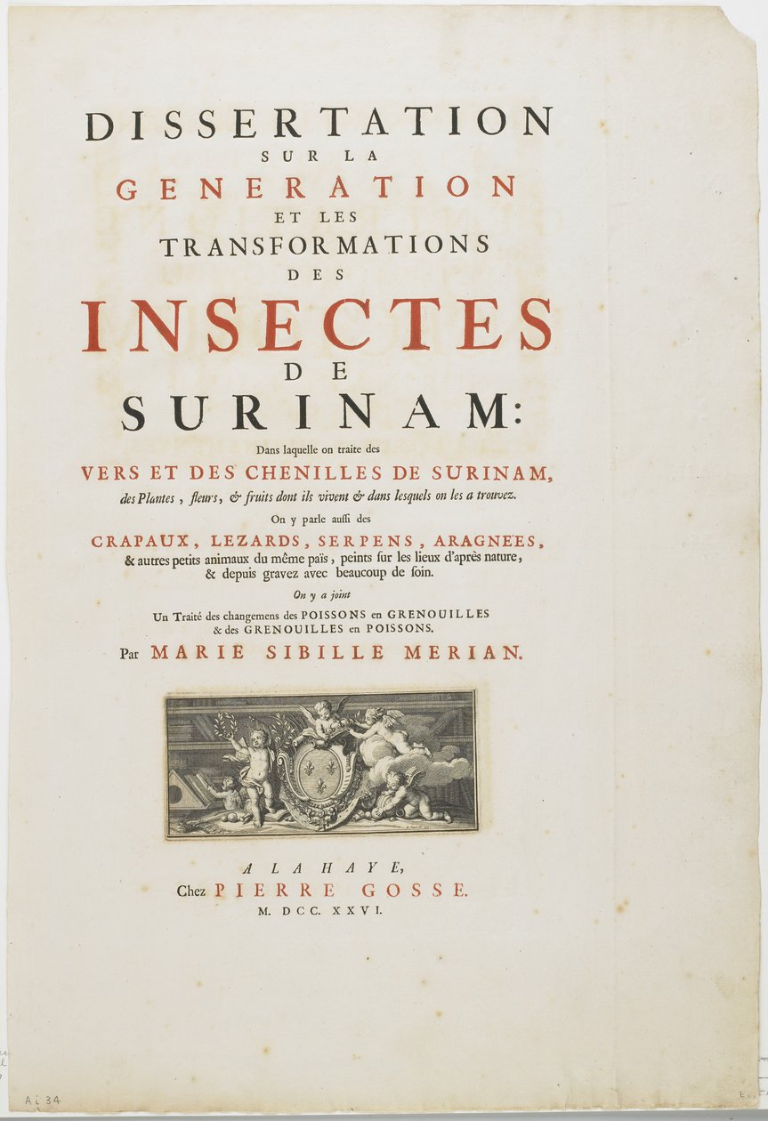 Titelseite aus Metamorphosis Insectorum Surinamensium, 1726 von Maria Sibylla Merian