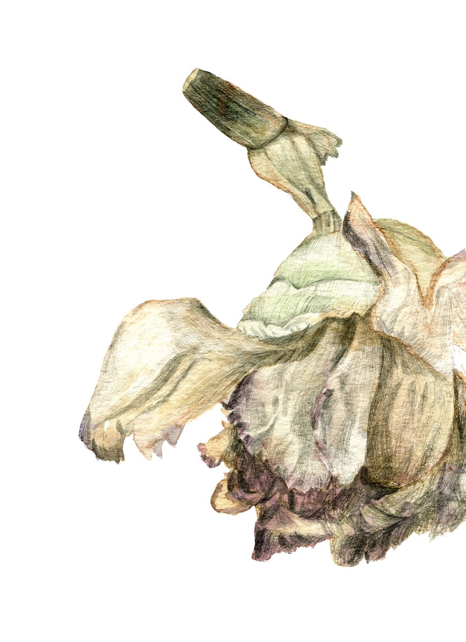 Nelkenblume, 2018 von Maria Basea