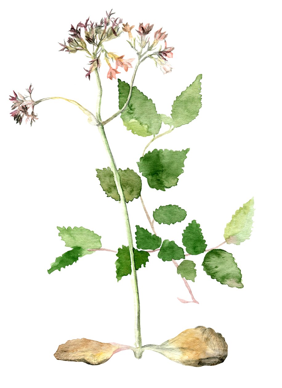 Blumen, 2018 von Maria Basea