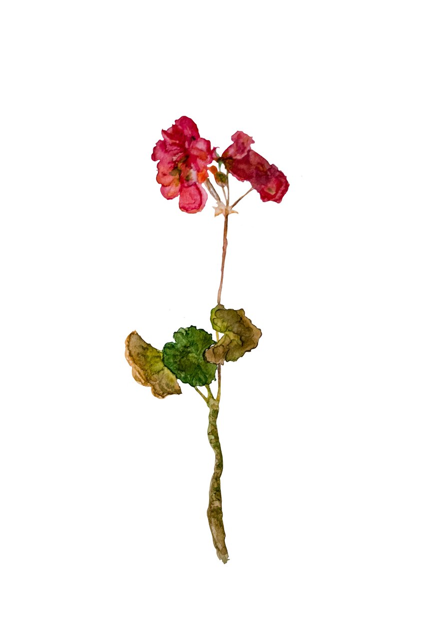 Geranie, 2018 von Maria Basea