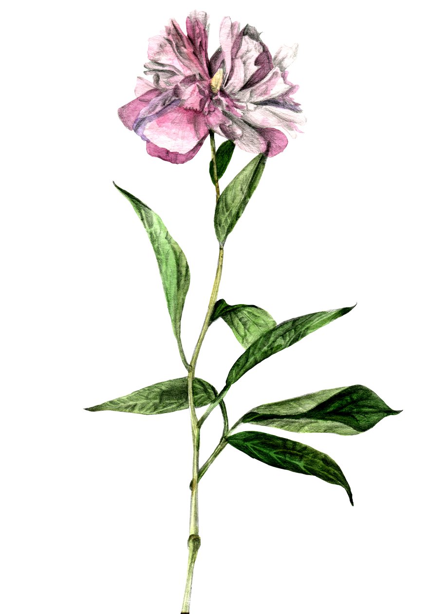 Pfingstrose, 2018 von Maria Basea