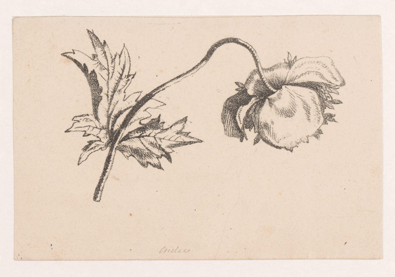 Klatschmohn von Maria Geertruida de Goeje Barbiers (attributed to)
