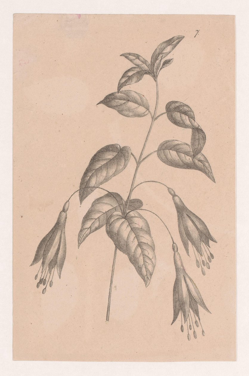 Zweig mit Blumen von Maria Geertruida de Goeje Barbiers (attributed to)