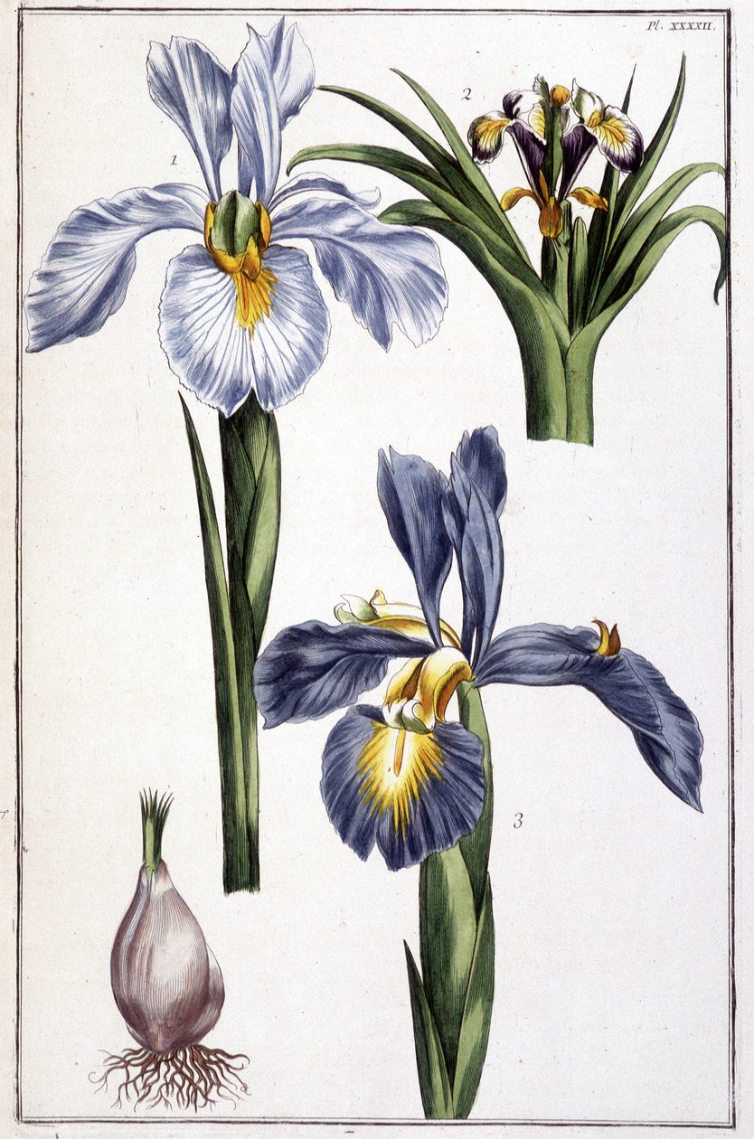 Unbekanntes Bild von Maria Sibylla Merian