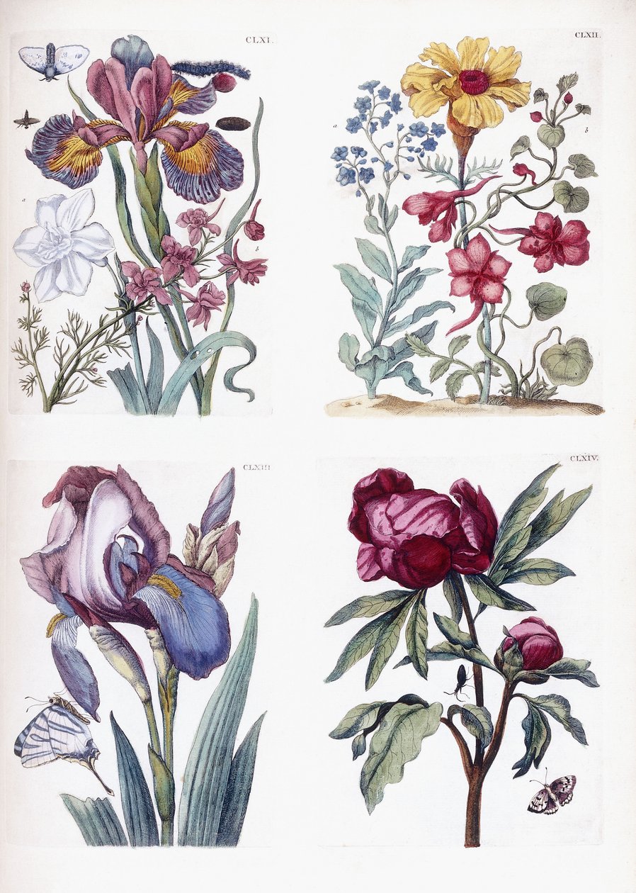 Verschiedene europäische Insekten und Blumen von Maria Sibylla Merian