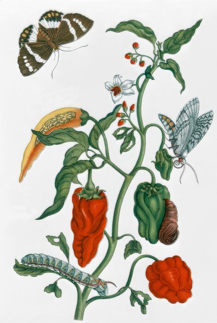 Spanischer Pfeffer / M.S.Merian von Maria Sibylla Merian