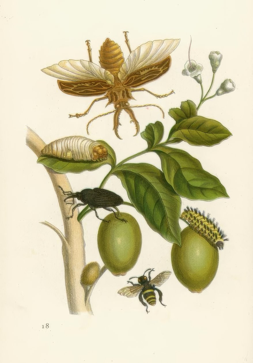 Tabroubabaum, Käfer … / M.S.Merian von Maria Sibylla Merian