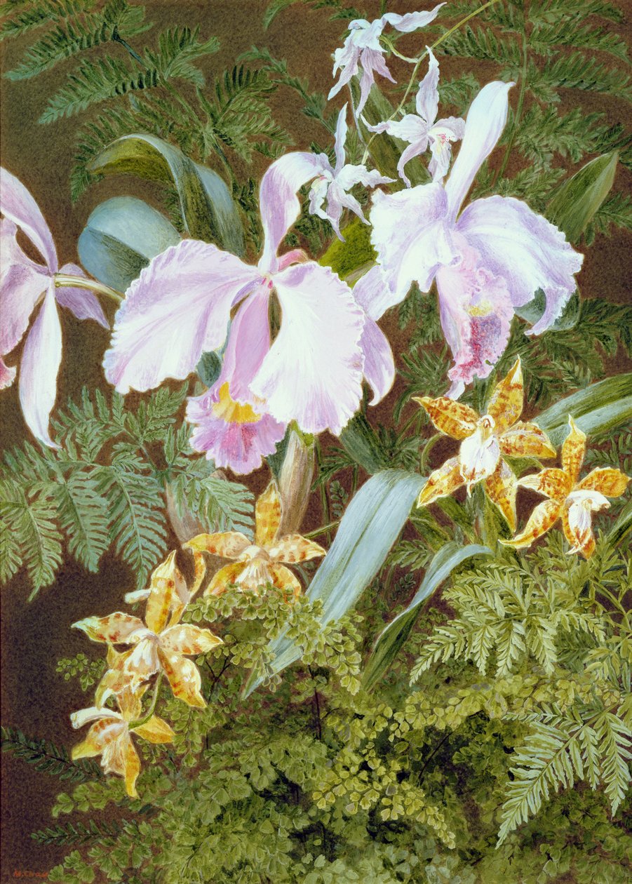 Orchideen von Marian Emma Chase