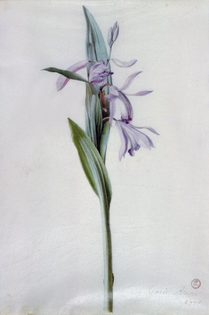Blumenstücke von Marie Anne