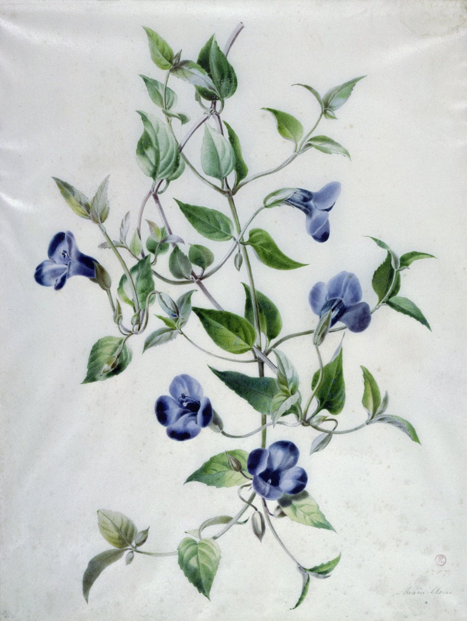 Blumenstücke von Marie Anne