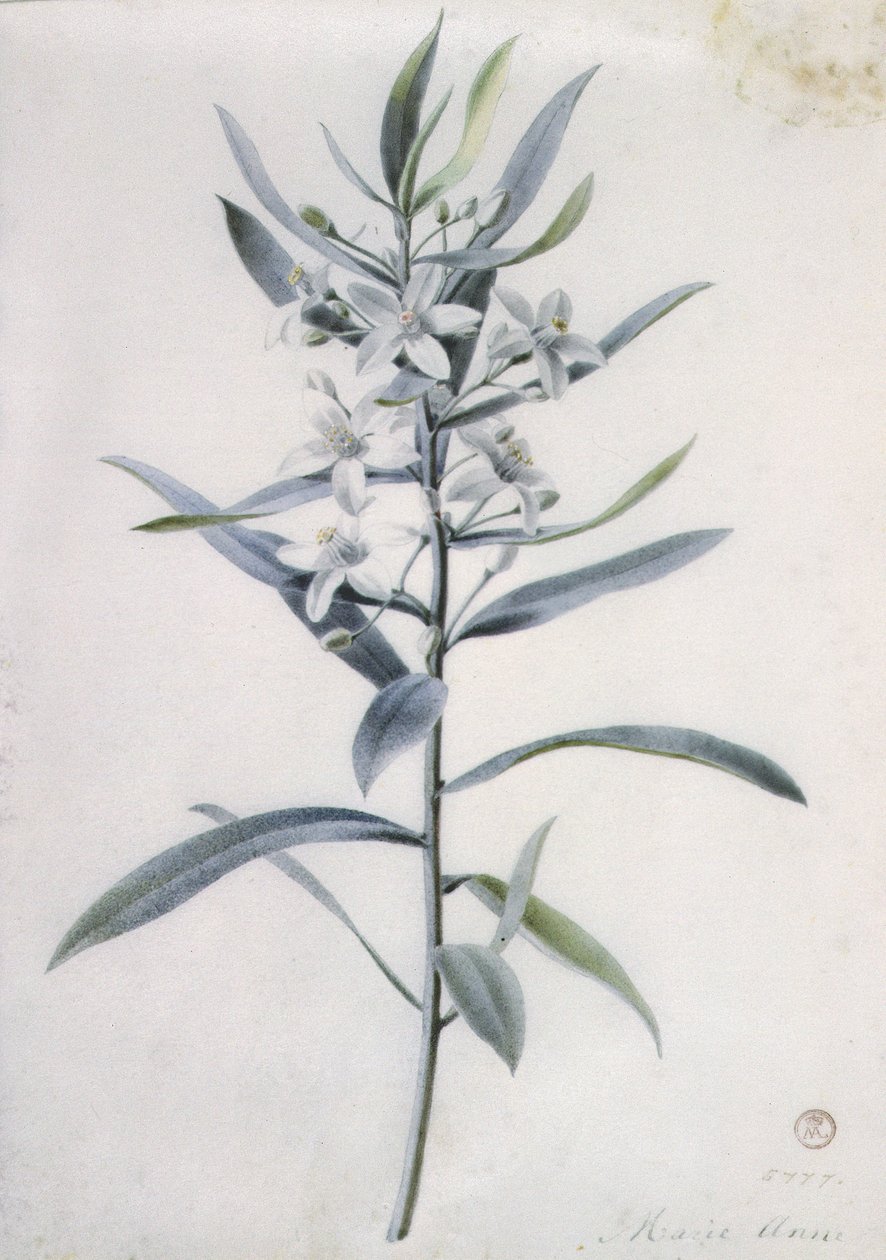 Blumenstücke, 18. Jahrhundert von Marie Anne