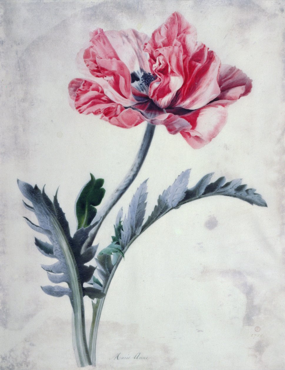 Blumenstücke, Orientalischer Mohn von Marie Anne