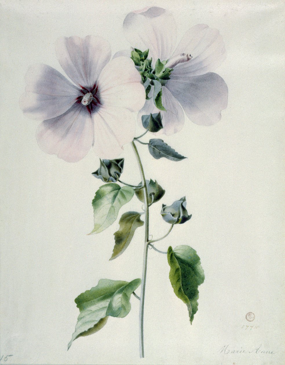 Moschus-Malve, 18. Jahrhundert von Marie Anne
