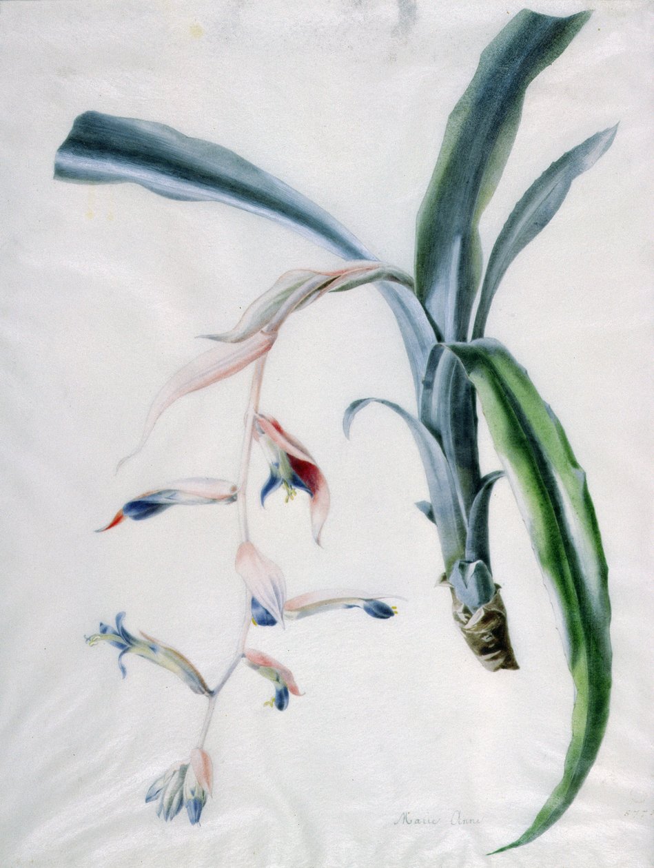 Orchidee, 18. Jahrhundert von Marie Anne