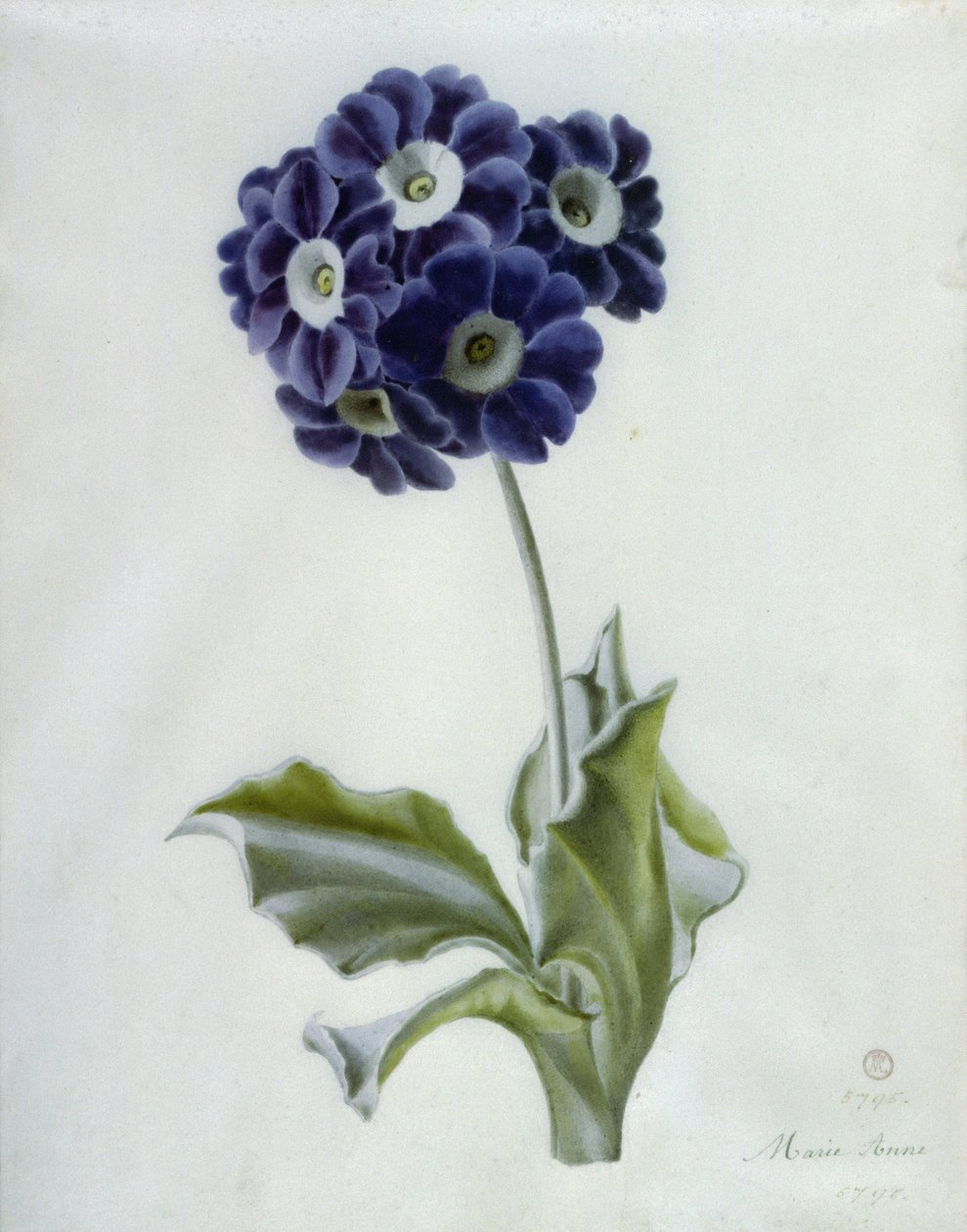 Polyanthus von Marie Anne