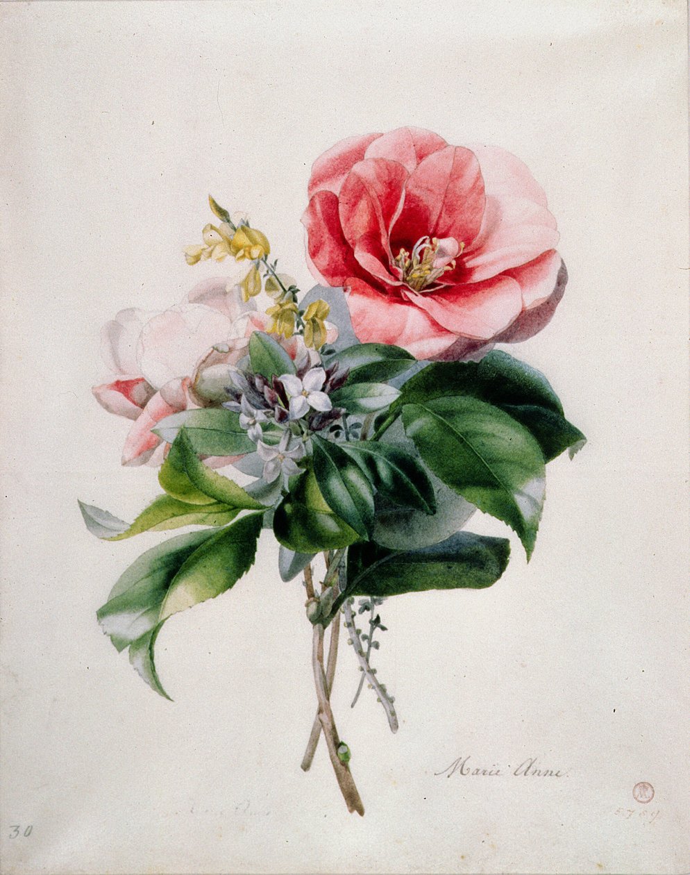 Kamellie und Besen von Marie Anne