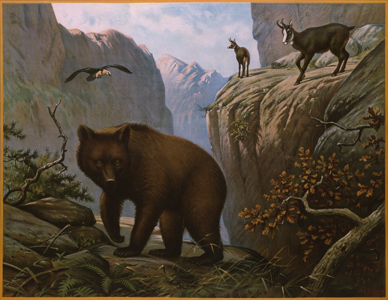 Wilde Tiere, die in den Alpen leben von Marinus Adrianus Koekkoek