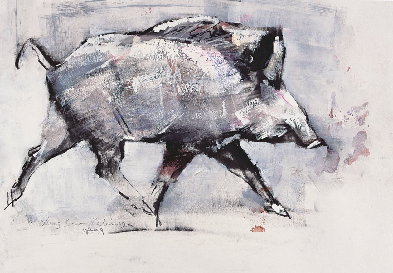 Junger Eber, Bialowieza, Polen von Mark Adlington