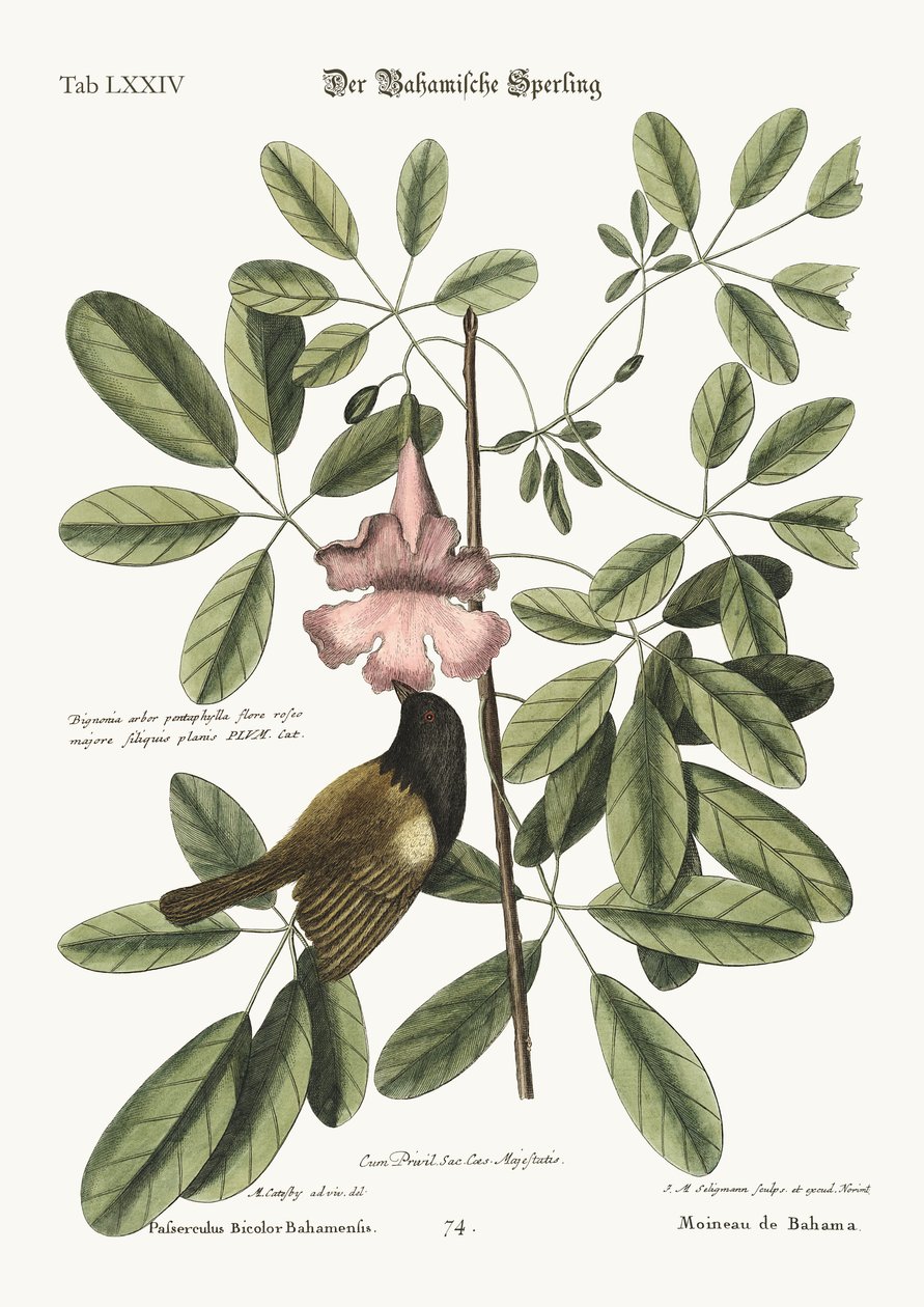 Der Bahama-Spatz von Mark Catesby