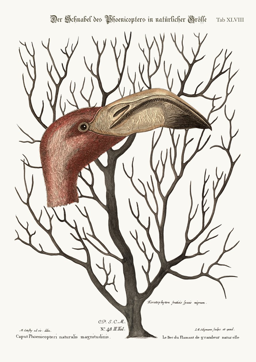 Der Schnabel des Flamingos in seinen vollen Dimensionen, 1749-73 von Mark Catesby