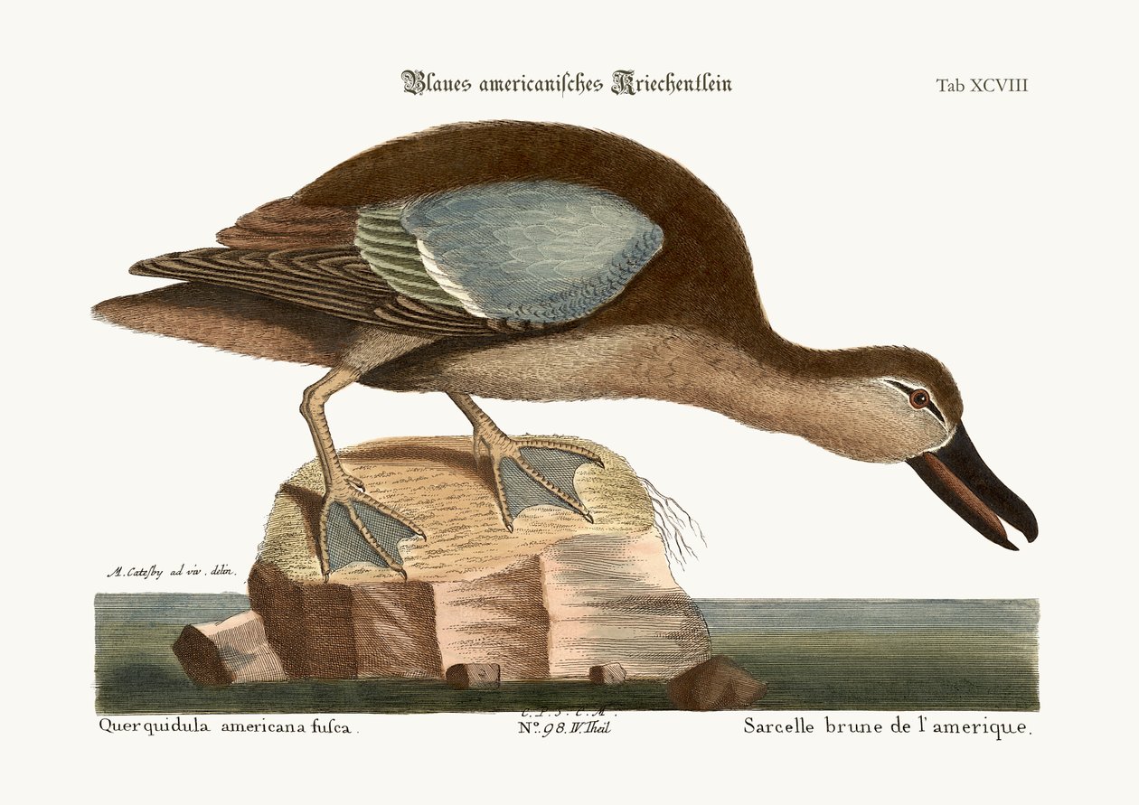 Die Blauflügelente, 1749-73 von Mark Catesby