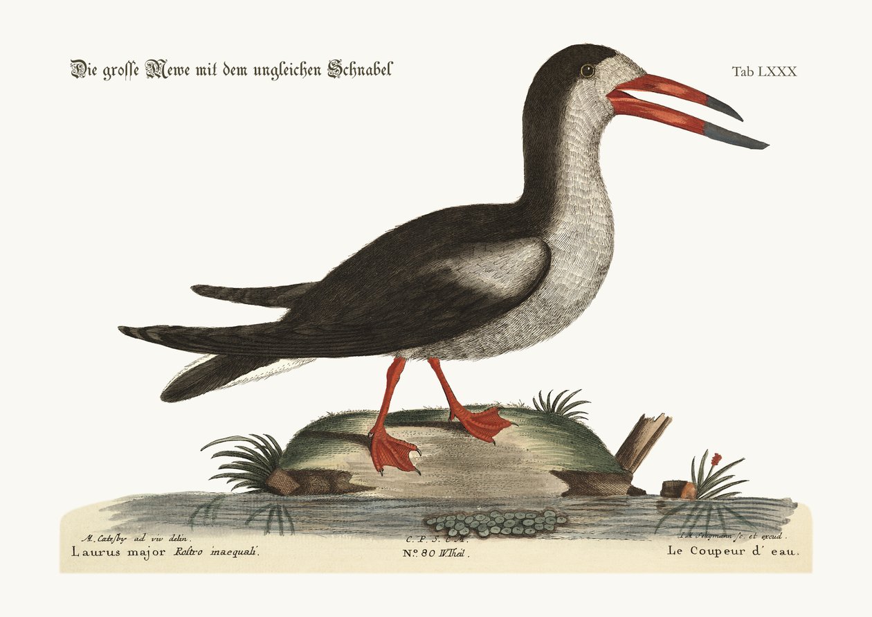 Das geschnittene Wasser, 1749-73 von Mark Catesby