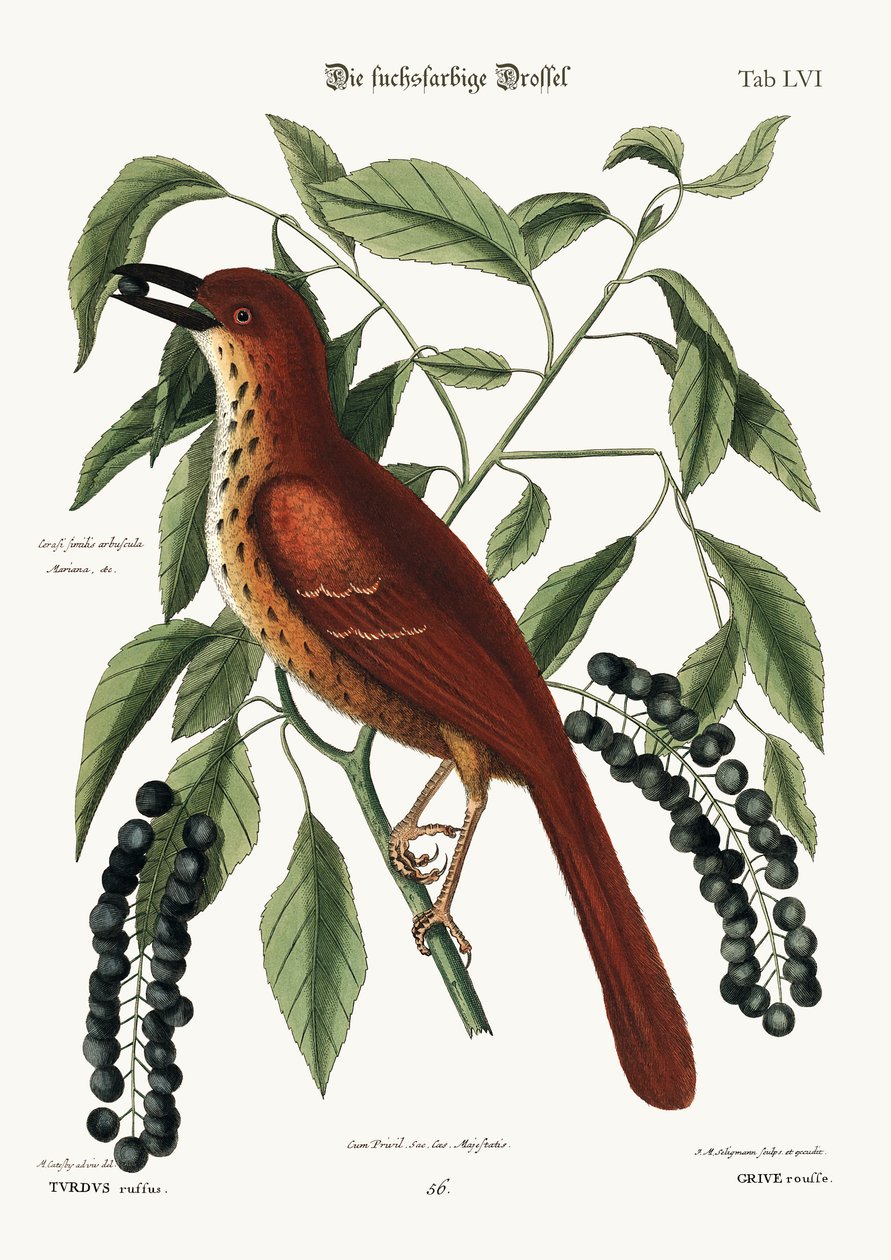 Der fuchsfarbene Drossel, 1749-73 von Mark Catesby