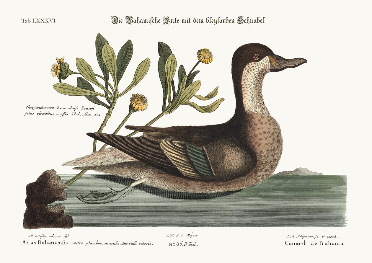 Die Ilathera-Ente, 1749-73 von Mark Catesby