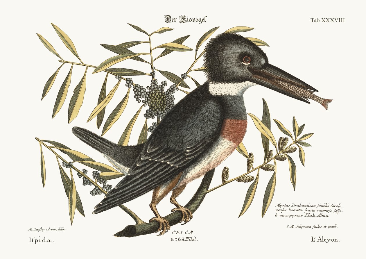 Der Eisvogel, 1749-73 von Mark Catesby