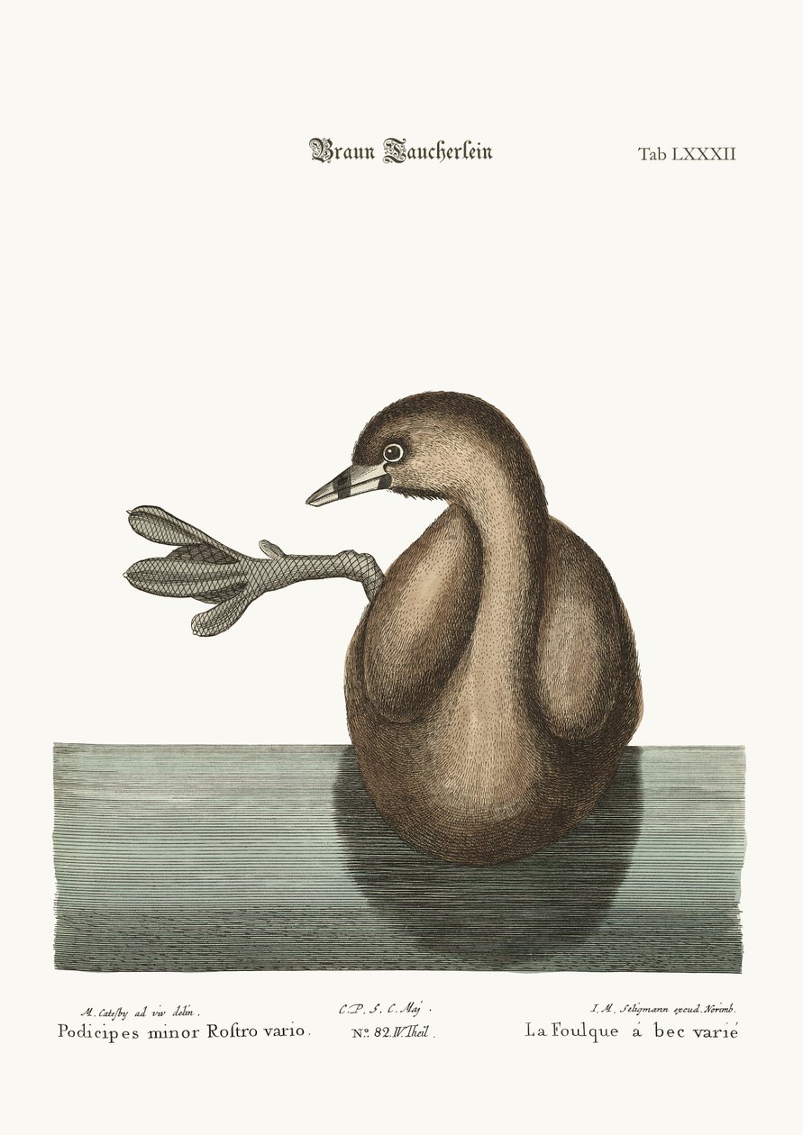 Der Zwergtaucher, 1749-73 von Mark Catesby