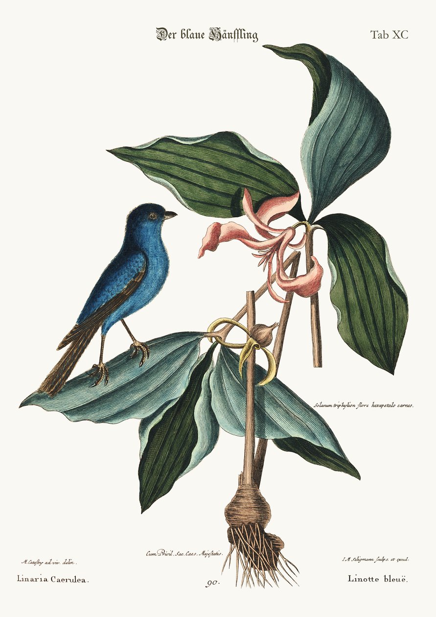 Der blaue Linnet, 1749-73 von Mark Catesby