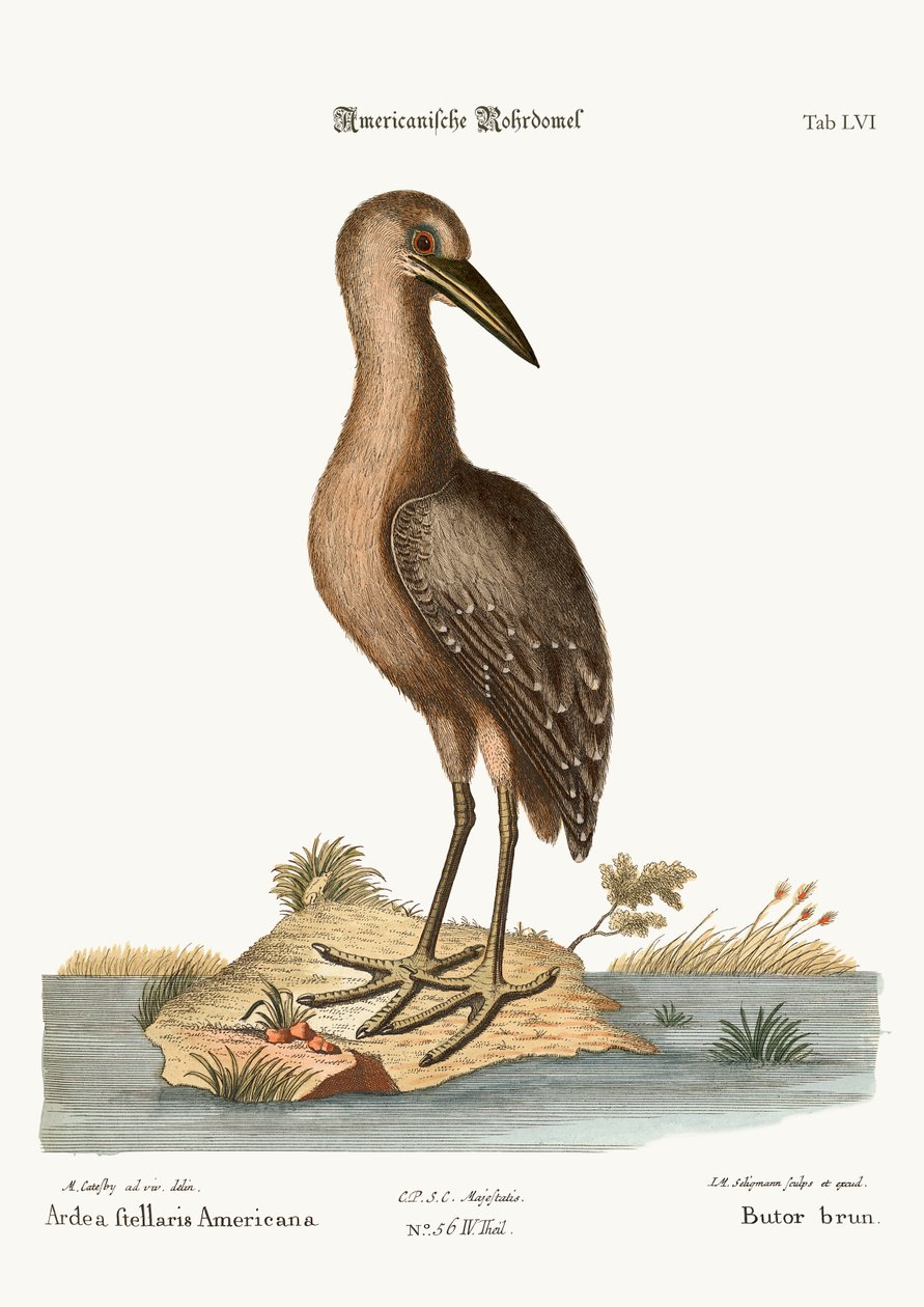 Der braune Rohrdommel, 1749-73 von Mark Catesby