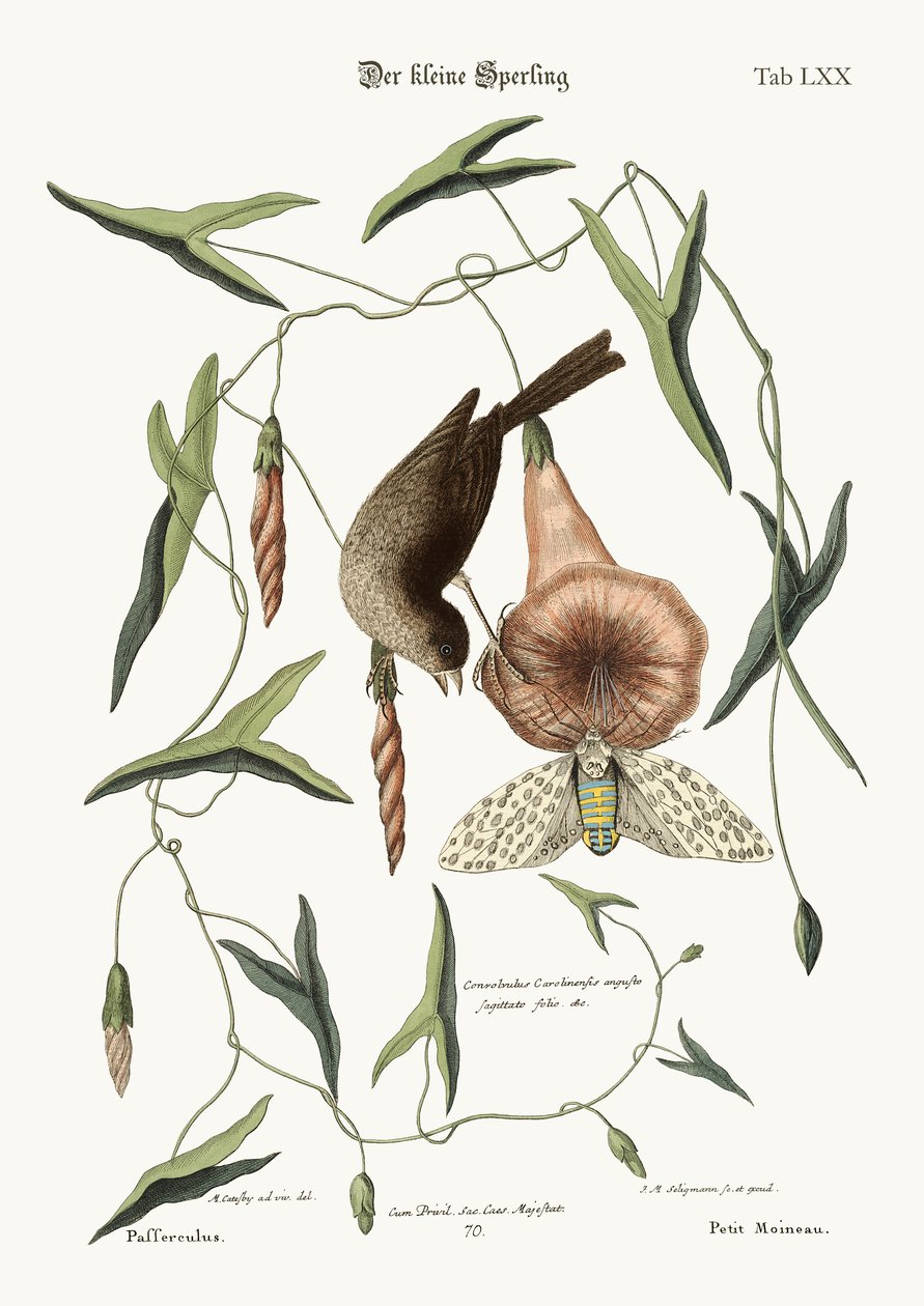 Der kleine Spatz, 1749-73 von Mark Catesby