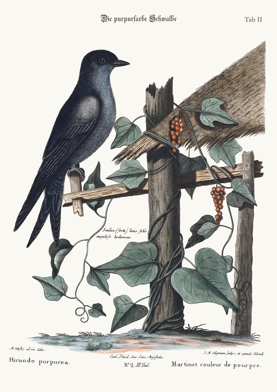 Die Purpur-Martin, 1749-73 von Mark Catesby